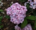 Hydrangea serrata 'Akishino Temari'