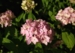 Hydrangea serrata 'Akishino Temari'