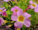 oxalis depressa