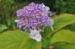 Hydrangea involucrata Hélène'