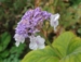 Hydrangea involucrata Hélène'