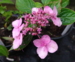 Hydrangea serrata var. koreana