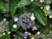 Hydrangea serrata var. koreana