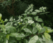 Hydrangea paniculata 'Shikoku Flash'