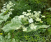 Hydrangea paniculata 'Shikoku Flash'