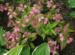 Hydrangea serrata 'Confetti' -  efterår