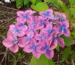 Hydrangea serrata 'Confetti'