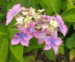 Hydrangea serrata 'Confetti'