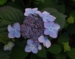Hydrangea serrata 'Hallacloud'