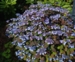 Hydrangea serrata 'Vi-ola'