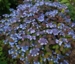Hydrangea serrata 'Vi-ola'
