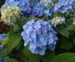 Hydrangea serrata 'Vi-ola'