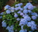 Hydrangea serrata 'Vi-ola'