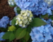 Hydrangea serrata 'Vi-ola'