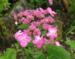 Hydrangea serrata 'Hyuga Shibori'