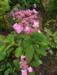 Hydrangea serrata 'Hyuga Shibori'