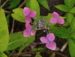 Hydrangea serrata 'Mariko'