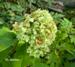 Hydrangea involucrata 'Sterilis' 1. oktober