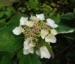Hydrangea x 'Zoe'