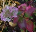 Hydrangea x 'Zoe' i efterårsfarver