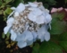 Hydrangea x 'Zoe'
