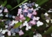 Hydrangea serrata 'Beni-Gaku'