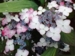 Hydrangea serrata 'Beni-Gaku'