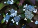 Hydrangea serrata 'Blue Billow'  der vokser i nogen sol, og har fået mørke flotte blade.