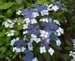 Hydrangea serrata 'Blue Bird'