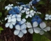 Hydrangea serrata 'Blue Bird'