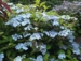 Hydrangea serrata 'Blue Deckle'