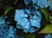 Hydrangea serrata 'Blue Deckle'