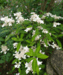 Hydrangea serrata 'Dwarf White'
