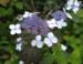 Hydrangea serrata 'Hvid Borris'