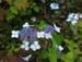 Hydrangea serrata 'Hvid Borris'