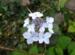 Hydrangea serrata 'Hvid Borris'