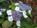 Hydrangea serrata 'Hviid'