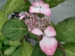 Hydrangea serrata 'O'amacha Nishiki'