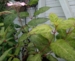 Hydrangea serrata 'O'amacha Nishiki'
