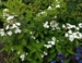 Hydrangea serrata 'Shiro-gaku'