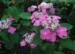 Hydrangea serrata 'Yoi-no-Hoshi'