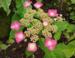 Hydrangea serrata 'Yoi-no-Hoshi'