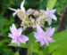 Hydrangea serrata 'Kanato-no-hoshi'