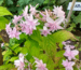 Hydrangea serrata 'Kanato-no-hoshi'