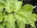 Sambucus nigra 'Marmorata'