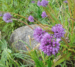 Allium sp.