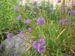 Allium sp.