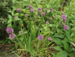 Allium sp.