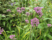 Allium sp.