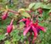 Fuchsia 'Lady Boothby'